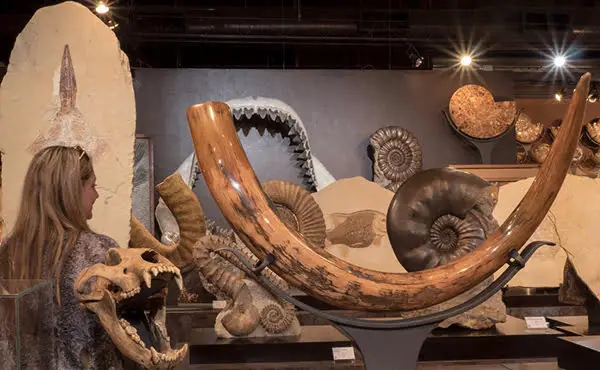 Fossils Inside out
