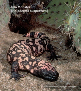 DESERT DREAMS COLORING BOOK features Sonoran Desert plants and animals, by Thomas Wiewandt, Gila Monster
