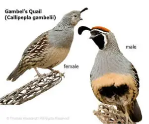 DESERT DREAMS COLORING BOOK features Sonoran Desert plants and animals, by Thomas Wiewandt, Gambel's Quail