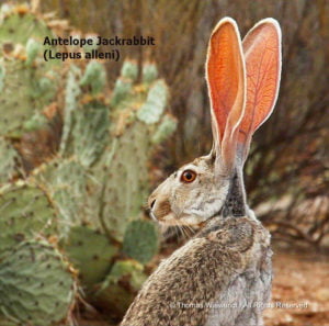 DESERT DREAMS COLORING BOOK features Sonoran Desert plants and animals, by Thomas Wiewandt, Jackrabbit