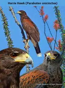 DESERT DREAMS COLORING BOOK features Sonoran Desert plants and animals, by Thomas Wiewandt, Harris Hawk