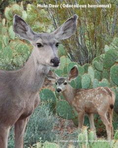 DESERT DREAMS COLORING BOOK features Sonoran Desert plants and animals, by Thomas Wiewandt, Mule Deer