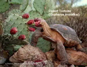 DESERT DREAMS COLORING BOOK features Sonoran Desert plants and animals, by Thomas Wiewandt,