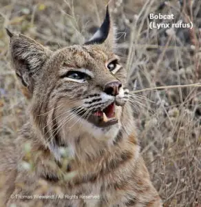 DESERT DREAMS COLORING BOOK features Sonoran Desert plants and animals, by Thomas Wiewandt, Bobcat