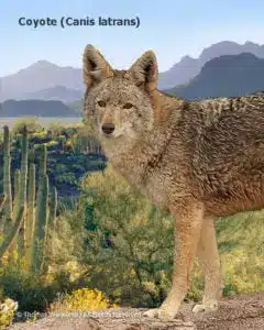 DESERT DREAMS COLORING BOOK features Sonoran Desert plants and animals, by Thomas Wiewandt, Coyote