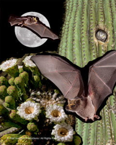 DESERT DREAMS COLORING BOOK features Sonoran Desert plants and animals, by Thomas Wiewandt, Bats, Owl, Saguaro