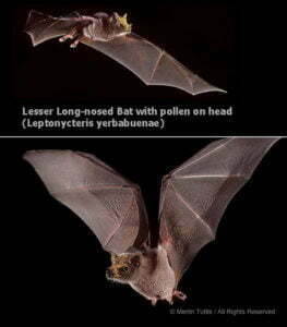 Lesser-Long-nosed-Bat, Tom Wiewandt