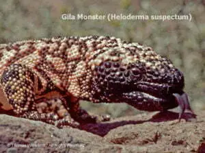 DESERT DREAMS COLORING BOOK features Sonoran Desert plants and animals, by Thomas Wiewandt, Gila Monster