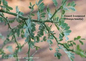 DESERT DREAMS COLORING BOOK features Sonoran Desert plants and animals, by Thomas Wiewandt, ironwood-tree.