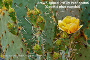 DESERT DREAMS COLORING BOOK features Sonoran Desert plants and animals, by Thomas Wiewandt, brown-spined-prickly-pear