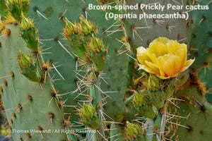 DESERT DREAMS COLORING BOOK features Sonoran Desert plants and animals, by Thomas Wiewandt, brown-spined-prickly-pear