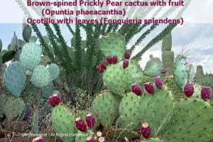 DESERT DREAMS COLORING BOOK features Sonoran Desert plants and animals, by Thomas Wiewandt,
