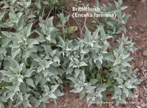 DESERT DREAMS COLORING BOOK features Sonoran Desert plants and animals, by Thomas Wiewandt, brittlebush-foliage.