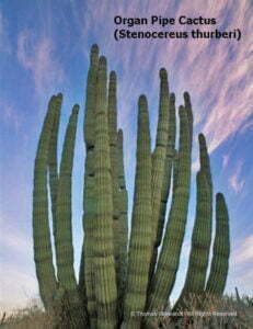 organ-pipe-cactus, Tom Wiewandt