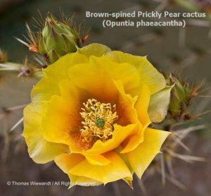 DESERT DREAMS COLORING BOOK features Sonoran Desert plants and animals, by Thomas Wiewandt, brown-spined-prickly-pear-flower