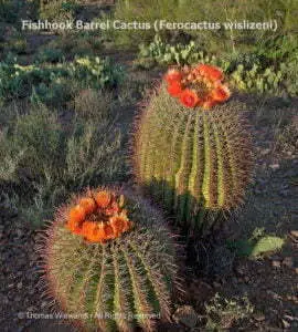 DESERT DREAMS COLORING BOOK features Sonoran Desert plants and animals, by Thomas Wiewandt,