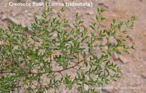 DESERT DREAMS COLORING BOOK features Sonoran Desert plants and animals, by Thomas Wiewandt, creosotebush-foliage.