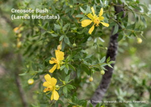 flowering creosote bush, Tom Wiewandt