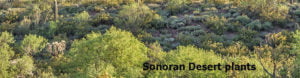 Sonoran-Desert-plants