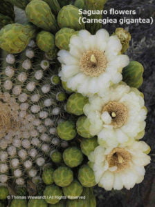 saguaro flowers, Tom Wiewandt