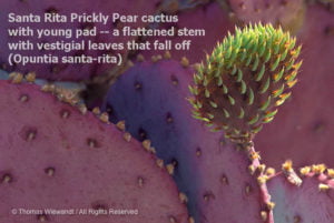 DESERT DREAMS COLORING BOOK features Sonoran Desert plants and animals, by Thomas Wiewandt, Santa-Rita-prickly-pear