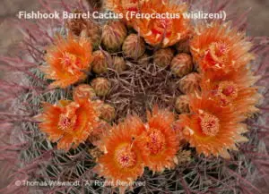 DESERT DREAMS COLORING BOOK features Sonoran Desert plants and animals, by Thomas Wiewandt,
