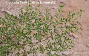 DESERT DREAMS COLORING BOOK features Sonoran Desert plants and animals, by Thomas Wiewandt, creosotebush-foliage