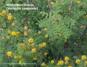 Whitethorn Acacia, Tom Wiewandt
