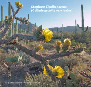DESERT DREAMS COLORING BOOK features Sonoran Desert plants and animals, by Thomas Wiewandt,