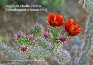 DESERT DREAMS COLORING BOOK features Sonoran Desert plants and animals, by Thomas Wiewandt, staghorn-cholla-flowers