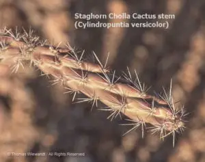 DESERT DREAMS COLORING BOOK features Sonoran Desert plants and animals, by Thomas Wiewandt, staghorn-cholla-cactus-stem
