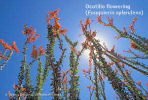 DESERT DREAMS COLORING BOOK features Sonoran Desert plants and animals, by Thomas Wiewandt, flowering-ocotillo-stem