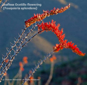 DESERT DREAMS COLORING BOOK features Sonoran Desert plants and animals, by Thomas Wiewandt, leafless-ocotillo-flowering