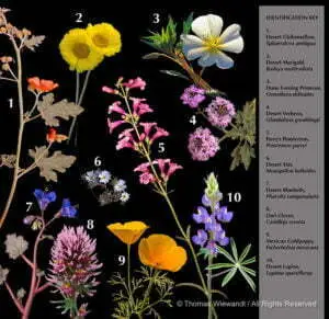 DESERT DREAMS COLORING BOOK features Sonoran Desert plants and animals, by Thomas Wiewandt, Wildflowers