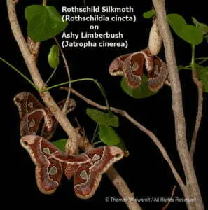 DESERT DREAMS COLORING BOOK features Sonoran Desert plants and animals, by Thomas Wiewandt, Silk Moth