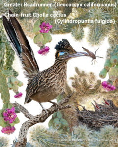 Roadrunner, DESERT DREAMS COLORING BOOK features Sonoran Desert plants and animals, by Thomas Wiewandt