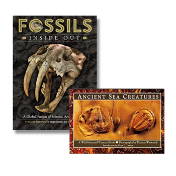 Fossils Inside Out, Wild Horizons, Ancient Sea Creatures Post Cards