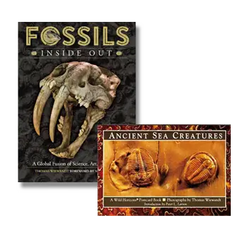 Fossils Inside Out, Wild Horizons, Ancient Sea Creatures Post Cards