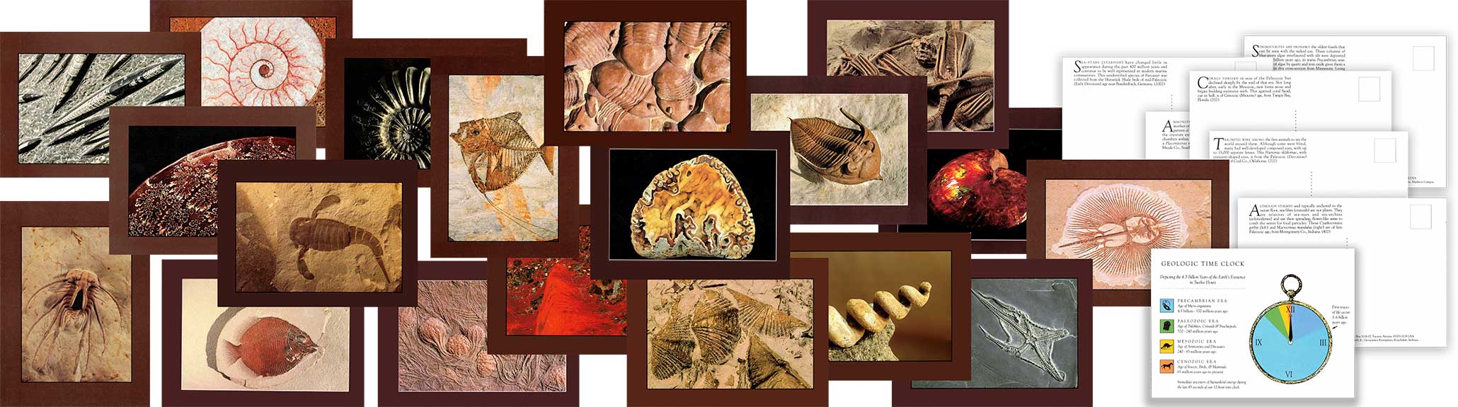 Fossils Inside Out, Wild Horizons, Author Tom Wiewandt, A Global Fusion of Science, Art, and Culture, Brings Fossil Industry to Life,