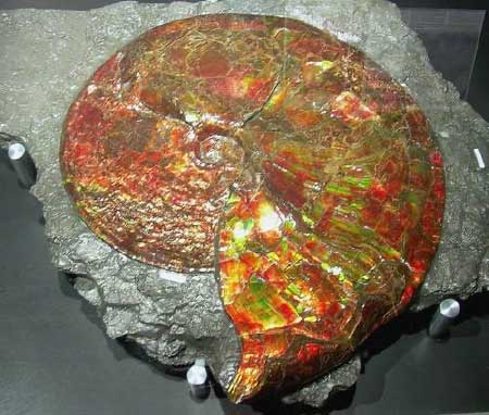 Ammonite fossil 